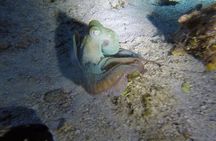 Night Snorkeling Looking for Octopuses Cozumel 