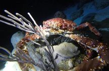 Night Snorkeling Looking for Octopuses Cozumel 