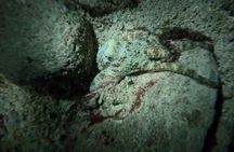 Night Snorkeling Looking for Octopuses Cozumel 