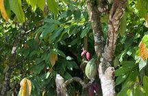 City Tour Beyond the Resort Lifestyle - Chocolate & Cigar Tour