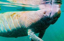 Silver Springs Paddle Board & Kayak Manatee & Wildlife Adventure 