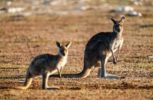 Port Lincoln National Park Half day Tour