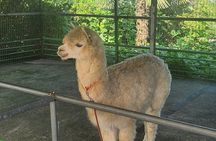 All inclusive Jeju island English private taxi tour(1 to 3days)