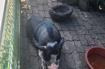 All inclusive Jeju island English private taxi tour(1 to 3days)