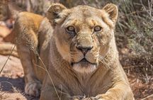 Aquila Game Reserve Safari with Wine Tasting and Lunch