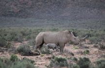 Aquila Game Reserve Safari with Wine Tasting and Lunch