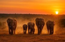 Addo Game drive/Traditional Braai-BBQ lunch 
