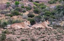 Addo Game drive/Traditional Braai-BBQ lunch 
