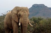 Addo Game drive/Traditional Braai-BBQ lunch 