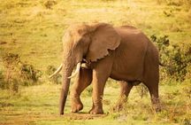 Addo Game drive/Traditional Braai-BBQ lunch 