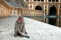 Jaipur Sightseeing Tour with Galta Ji Monkey Temple