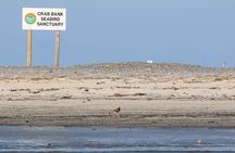 Crab Bank Island and Shark Tooth Tours in Charleston