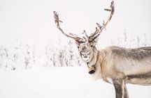 Reindeer Feeding Experience with Local Guide in Levi