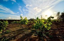 Fuerteventura: Wine Tasting and El Cotillo Afternoon Escape