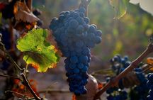 Fuerteventura: Wine Tasting and El Cotillo Afternoon Escape