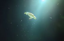 Anguilla Based: 1-Tank Group Night Dive (certification Required)