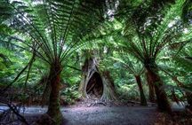 Great Ocean Road & 12 Apostles Private Tour | Your Own Guide
