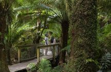 Great Ocean Road & 12 Apostles Private Tour | Your Own Guide