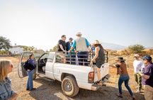 Ultimate tequila 2 day trip from Puerto Vallarta 