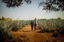 Ultimate tequila 2 day trip from Puerto Vallarta 