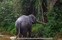 Khao Lak Elephant Sanctuary Full Day Small Group Tour