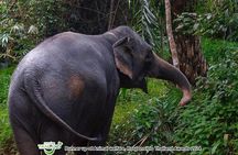 Khao Lak Elephant Sanctuary Full Day Small Group Tour