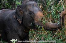 Khao Lak Ethical Elephant Sanctuary Full-Day Small Group Tour