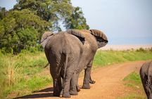 Full Day Safari to Amboseli National Park from Nairobi