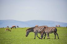 Full Day Safari to Amboseli National Park from Nairobi