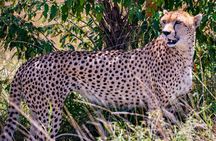 Full Day Safari to Amboseli National Park from Nairobi