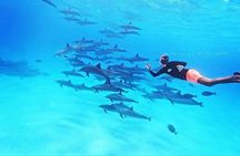 Dolphin House Sataya Reef Snorkeling Cruise from Marsa Alam