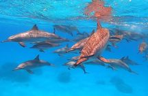 Dolphin House Sataya Reef Snorkeling Cruise from Marsa Alam