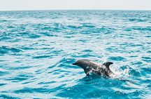 Dolphin House Sataya Reef Snorkeling Cruise from Marsa Alam