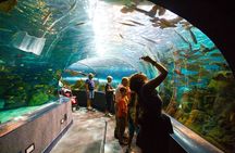 Istanbul Aquarium Admission with Hotel Transfers