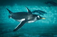 Istanbul Aquarium Admission with Hotel Transfers