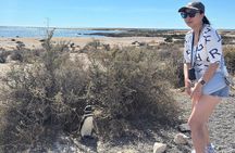Punta Tombo and Isla Escondida From Puerto Madryn Patagonia