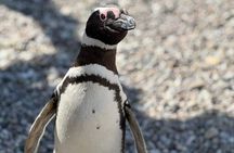 Punta Tombo and Isla Escondida From Puerto Madryn Patagonia