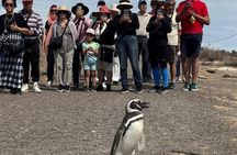 Punta Tombo and Isla Escondida From Puerto Madryn Patagonia
