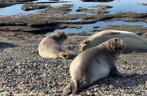 Punta Tombo and Isla Escondida From Puerto Madryn Patagonia