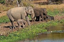 Yala sunrise half day by NPA Leopard Safari