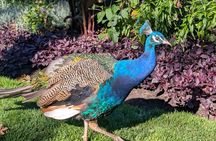 Secret Gardens of Victoria Tour