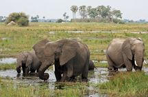 Moremi Full day Game Drive from Maun