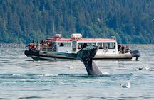 Whales and Wilderness Exploration
