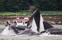 Whales and Wilderness Exploration