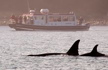 Whales and Wilderness Exploration