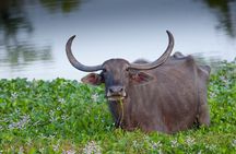 All inclusive Safari Tour at Wasgamuwa National Park from Kandy