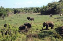 All inclusive Safari Tour at Wasgamuwa National Park from Kandy