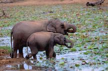 All inclusive Safari Tour at Wasgamuwa National Park from Kandy