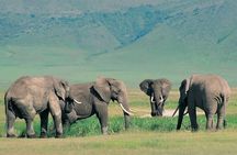 7 Day Tanzania Safari Adventure Serengeti and Ngorongoro