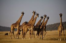 7 Day Tanzania Safari Adventure Serengeti and Ngorongoro